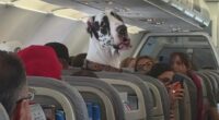 Great Dane on airplane.