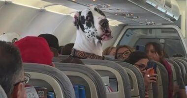 Great Dane on airplane.