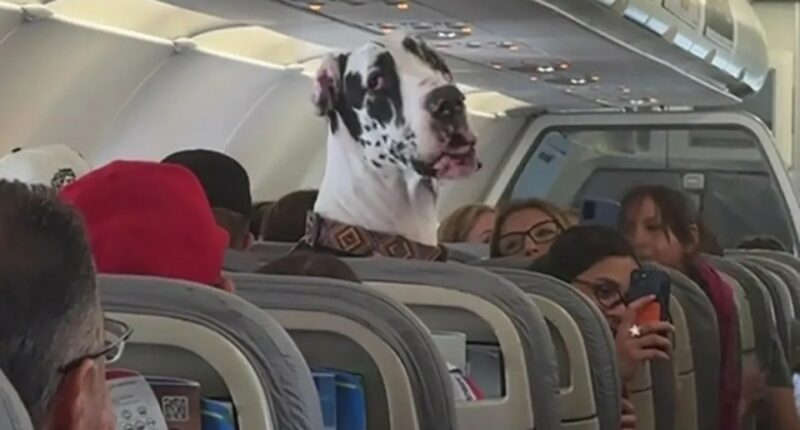 Great Dane on airplane.