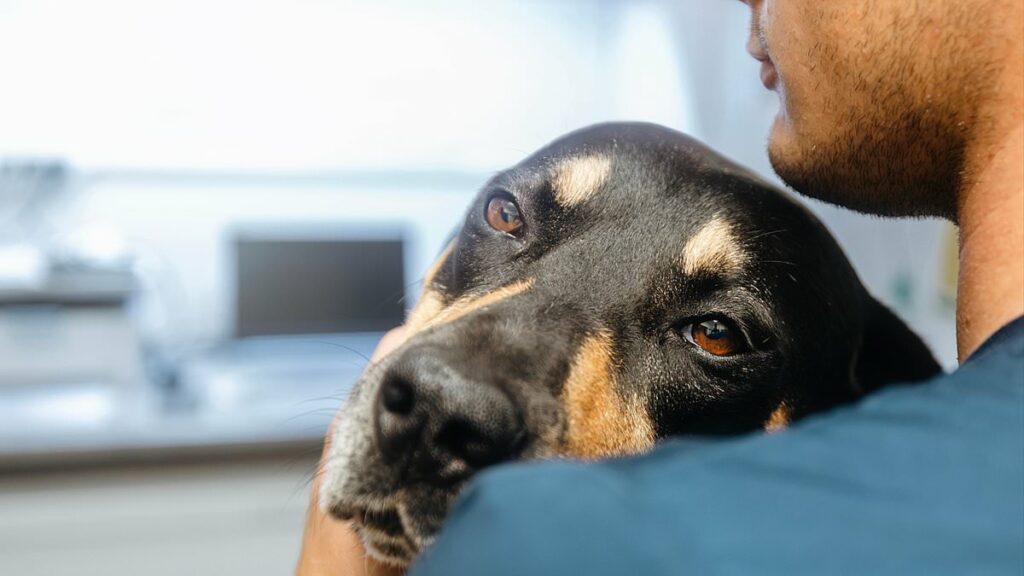 I caught infection from sleeping with my dog that left me disfigured