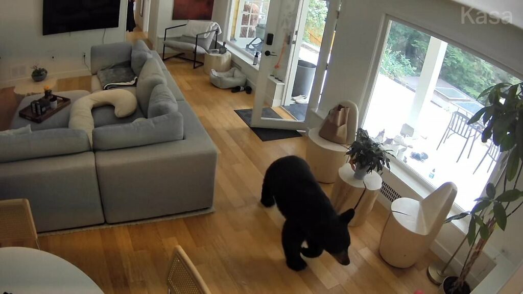Incredible moment bear walks into home and receives unwelcome fright