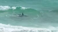 Shark in shallow water near beachgoers.