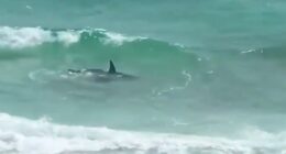 Shark in shallow water near beachgoers.