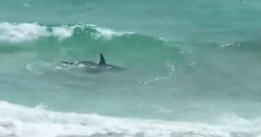 Shark in shallow water near beachgoers.