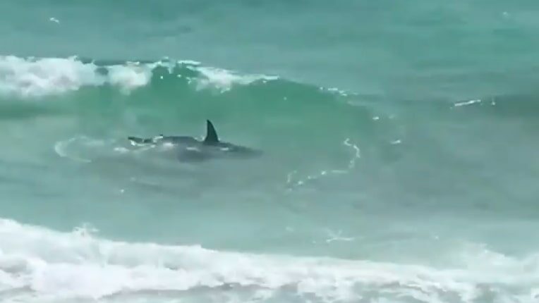 Shark in shallow water near beachgoers.