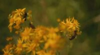 Kate releases second film highlighting the beauty of 'Mother Nature'