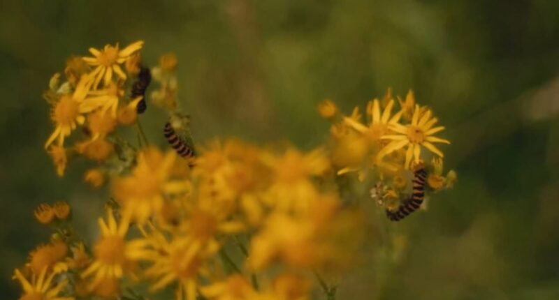 Kate releases second film highlighting the beauty of 'Mother Nature'