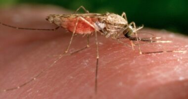 Malaria case in New Jersey resident who hasn't traveled under investigation