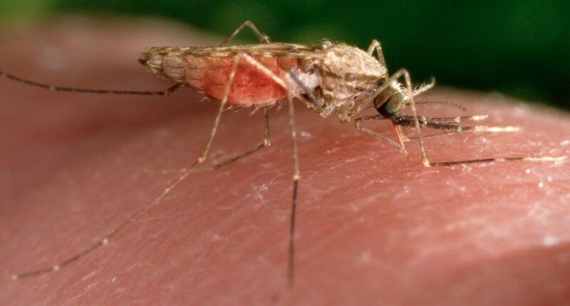 Malaria case in New Jersey resident who hasn't traveled under investigation