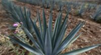 Mexico’s tequila boom is threatened by literal highway robbery