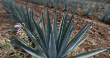 Mexico’s tequila boom is threatened by literal highway robbery