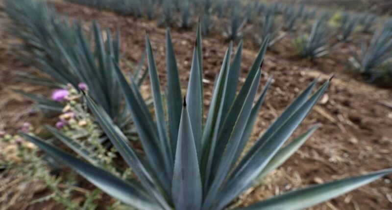 Mexico’s tequila boom is threatened by literal highway robbery