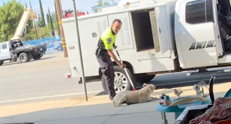 Moment animal control officer drags dog by neck and throws him in van