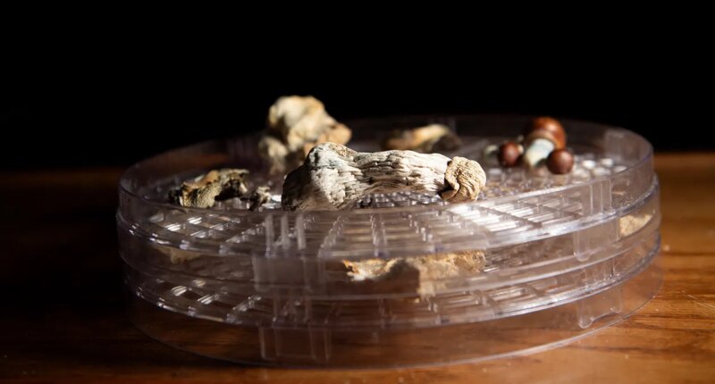 New faith group that uses 'psychedelic mushrooms' lands legal win under religious freedom law