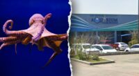 Octopus latches onto 6-year-old boy, refusing to release, mother says, showing footage of the child's injuries