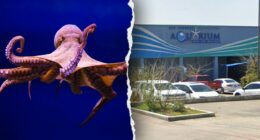 Octopus latches onto 6-year-old boy, refusing to release, mother says, showing footage of the child's injuries