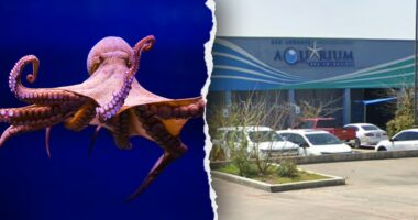Octopus latches onto 6-year-old boy, refusing to release, mother says, showing footage of the child's injuries