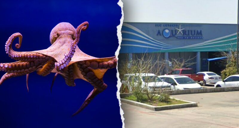 Octopus latches onto 6-year-old boy, refusing to release, mother says, showing footage of the child's injuries