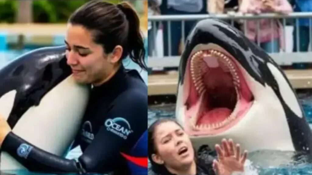 Orca Trainer Jessica Radcliffe Incident: Is She Still Alive? Find Out