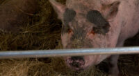 PHOTOS: Controversy on treatment of pig leads to county-issued citation on SPCA Tampa Bay following severe burns