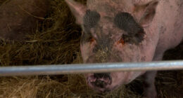 PHOTOS: Controversy on treatment of pig leads to county-issued citation on SPCA Tampa Bay following severe burns