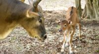 PHOTOS: Endangered wild cow born at Florida zoo