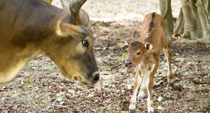 PHOTOS: Endangered wild cow born at Florida zoo