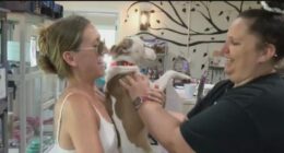Pinellas Park animal rescue seeks donations after AC unit goes out in dog shed