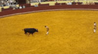 Bull charging at matador in bullring.