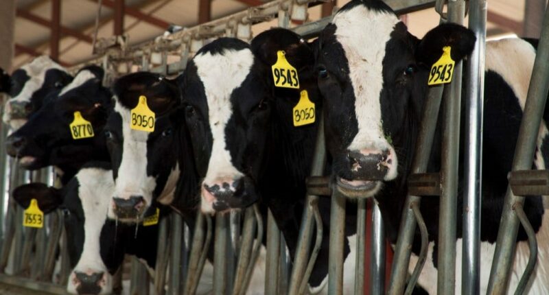 Six dead in dairy accident in rural Colorado plains area