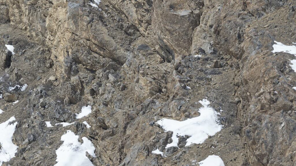 Snow leopard is almost IMPOSSIBLE to see - so can YOU spot it?