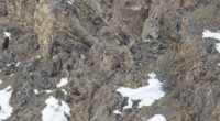 Snow leopard is almost IMPOSSIBLE to see - so can YOU spot it?