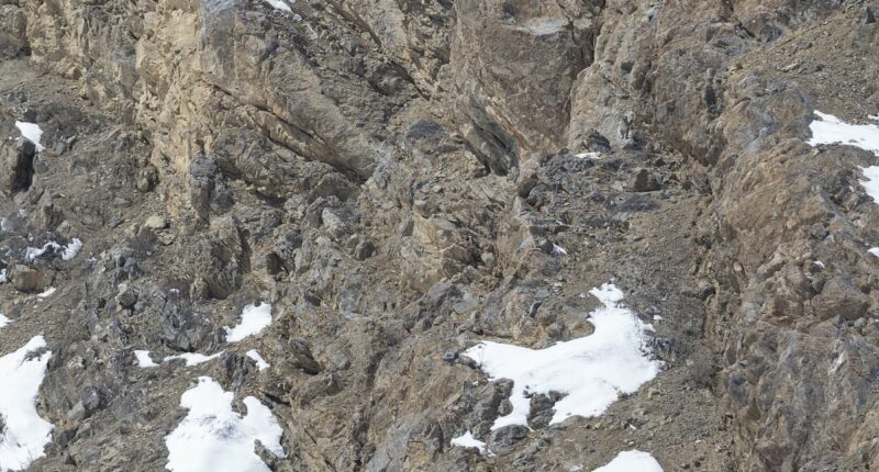 Snow leopard is almost IMPOSSIBLE to see - so can YOU spot it?