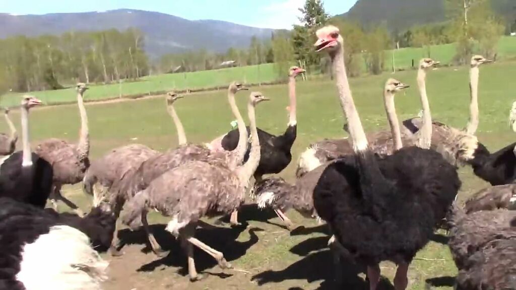 Supermarket mogul at center of bizarre big bird battle