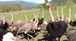 Supermarket mogul at center of bizarre big bird battle