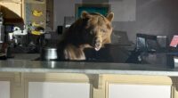 Sweet-toothed bear raids South Lake Tahoe ice cream shop, leaves with a taste for strawberry
