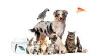 Tampa named 2nd most pet-friendly city: WalletHub