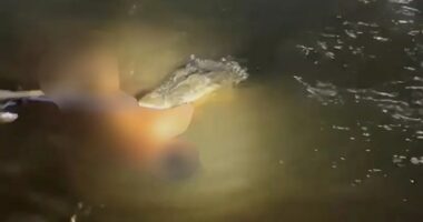 Crocodile attacking a man in a river.