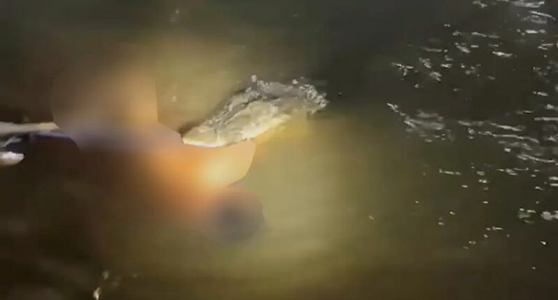 Crocodile attacking a man in a river.