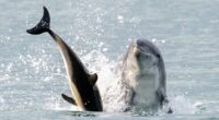 The aggressive dolphins attacking humans in unprovoked assaults