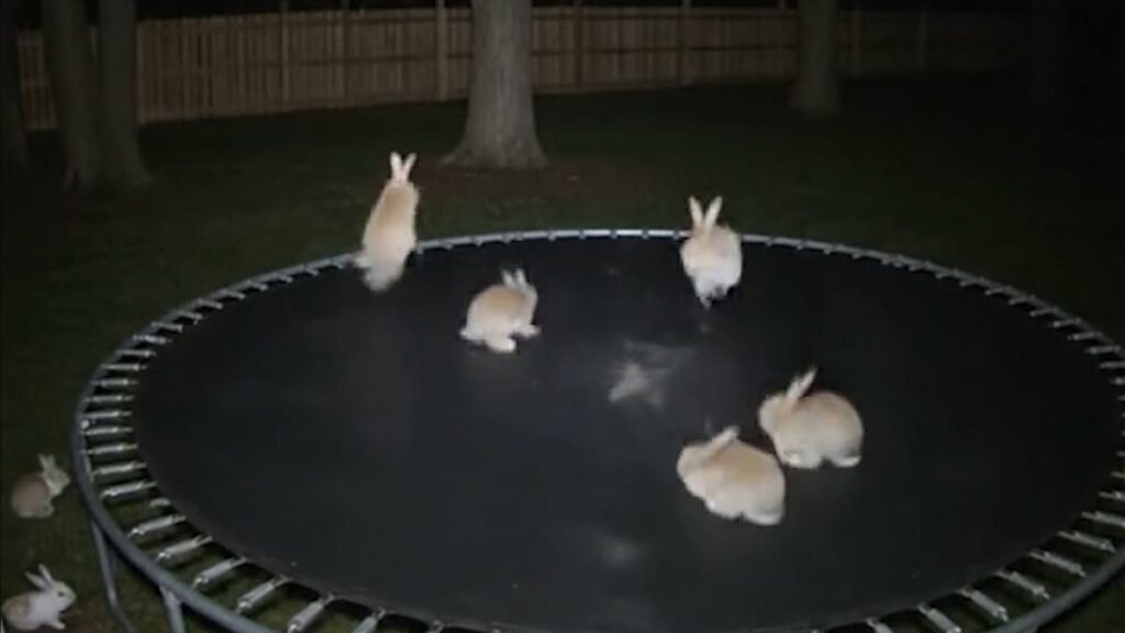 The clues that prove bunnies on a trampoline video is AI-generated
