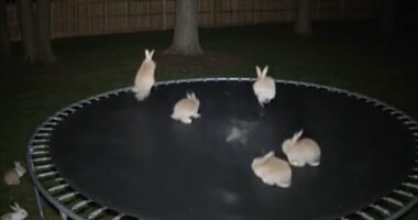 The clues that prove bunnies on a trampoline video is AI-generated