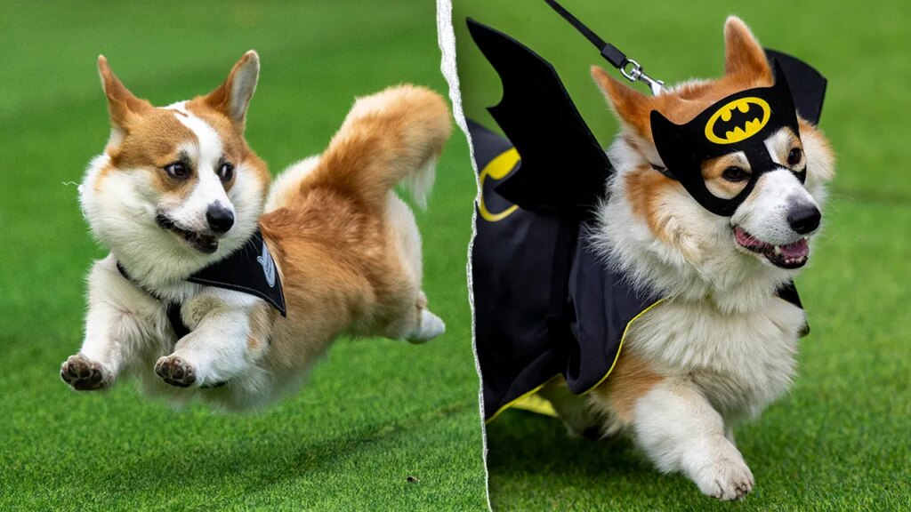 Thousands attend corgi competition featuring 120 teams from across Europe: 'He's really proud'