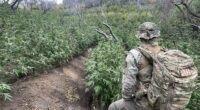 Thousands of illegal hidden marijuana plants removed from national park along with gun, dangerous chemicals