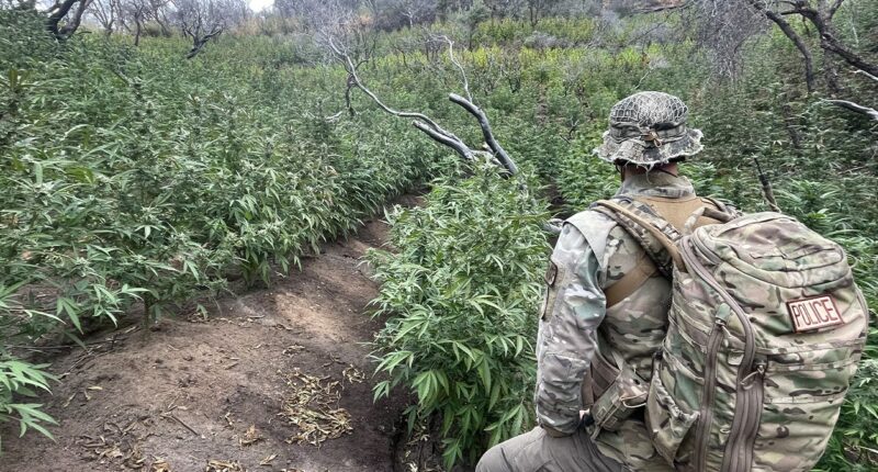 Thousands of illegal hidden marijuana plants removed from national park along with gun, dangerous chemicals