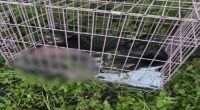 Tips sought after 3 cats found abandoned in crate on Bradenton road: 'No excuse for this level of cruelty'