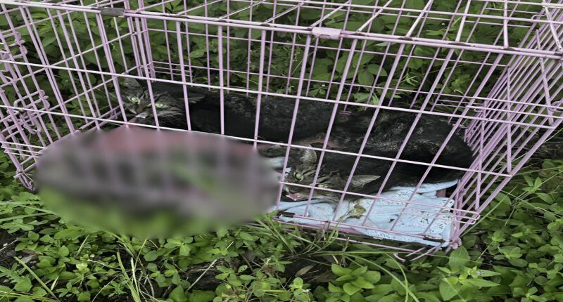 Tips sought after 3 cats found abandoned in crate on Bradenton road: 'No excuse for this level of cruelty'