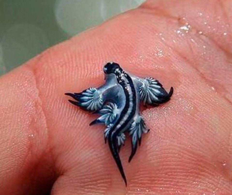 Photo of a blue dragon sea slug on a hand.