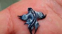 Photo of a blue dragon sea slug on a hand.
