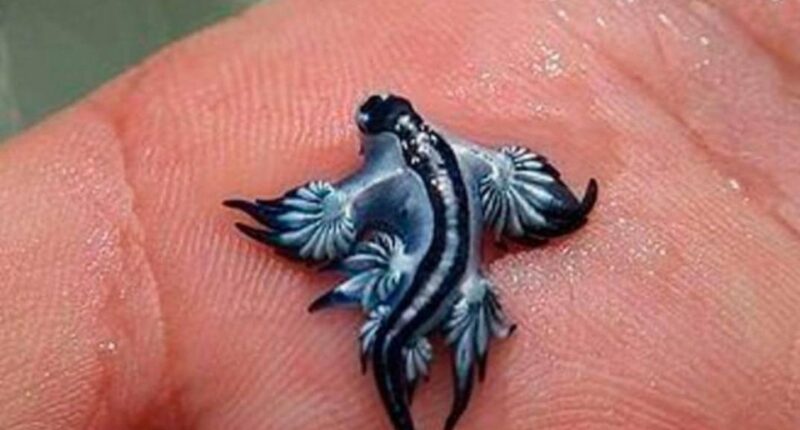 Photo of a blue dragon sea slug on a hand.